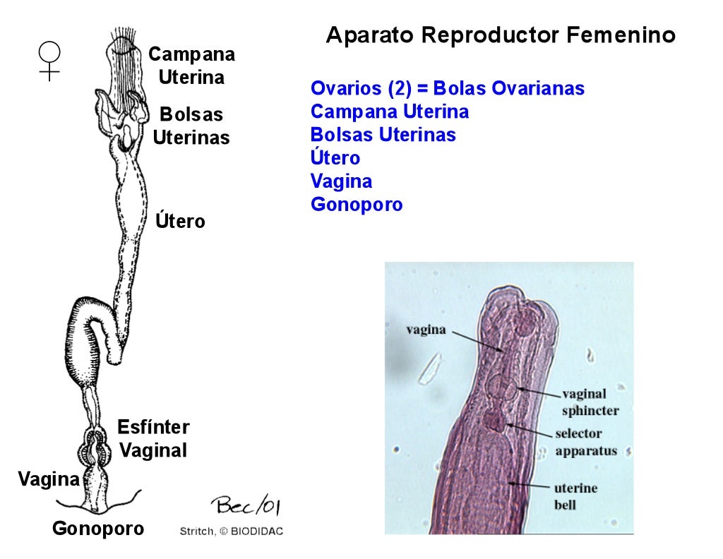 acanthocephala diversity
