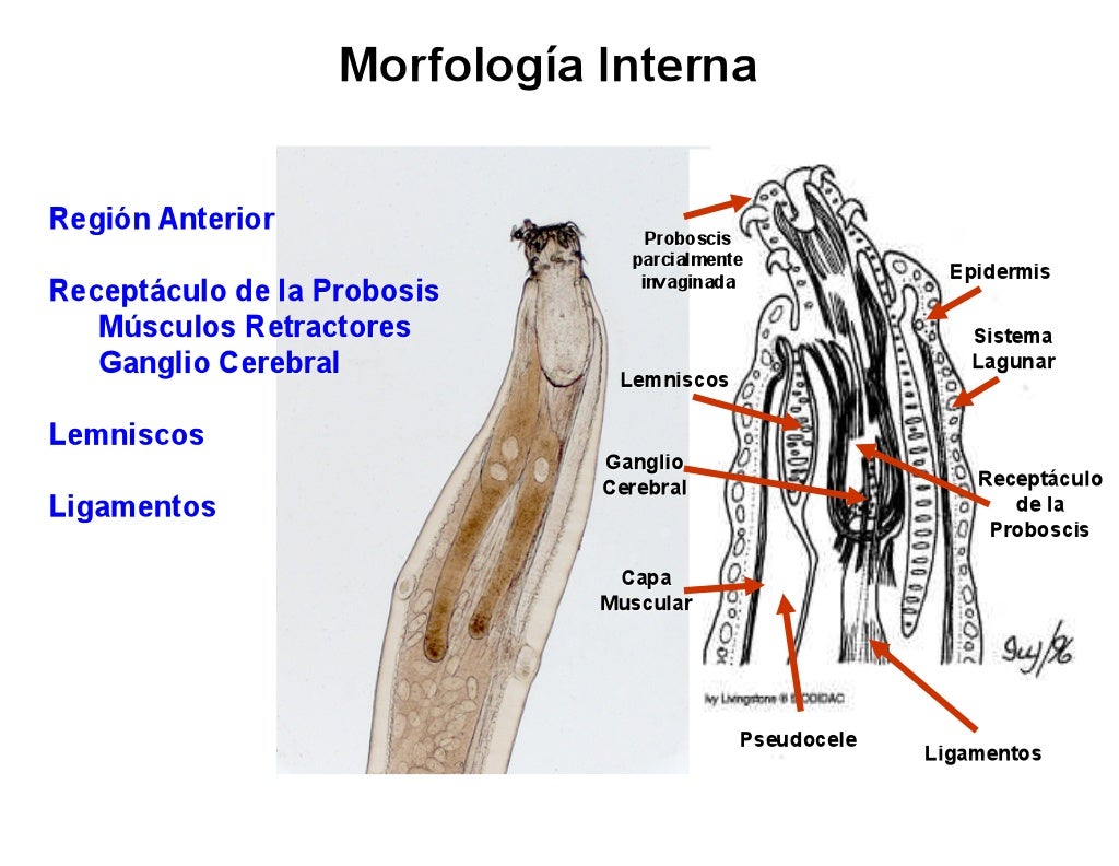 acanthocephala diversity