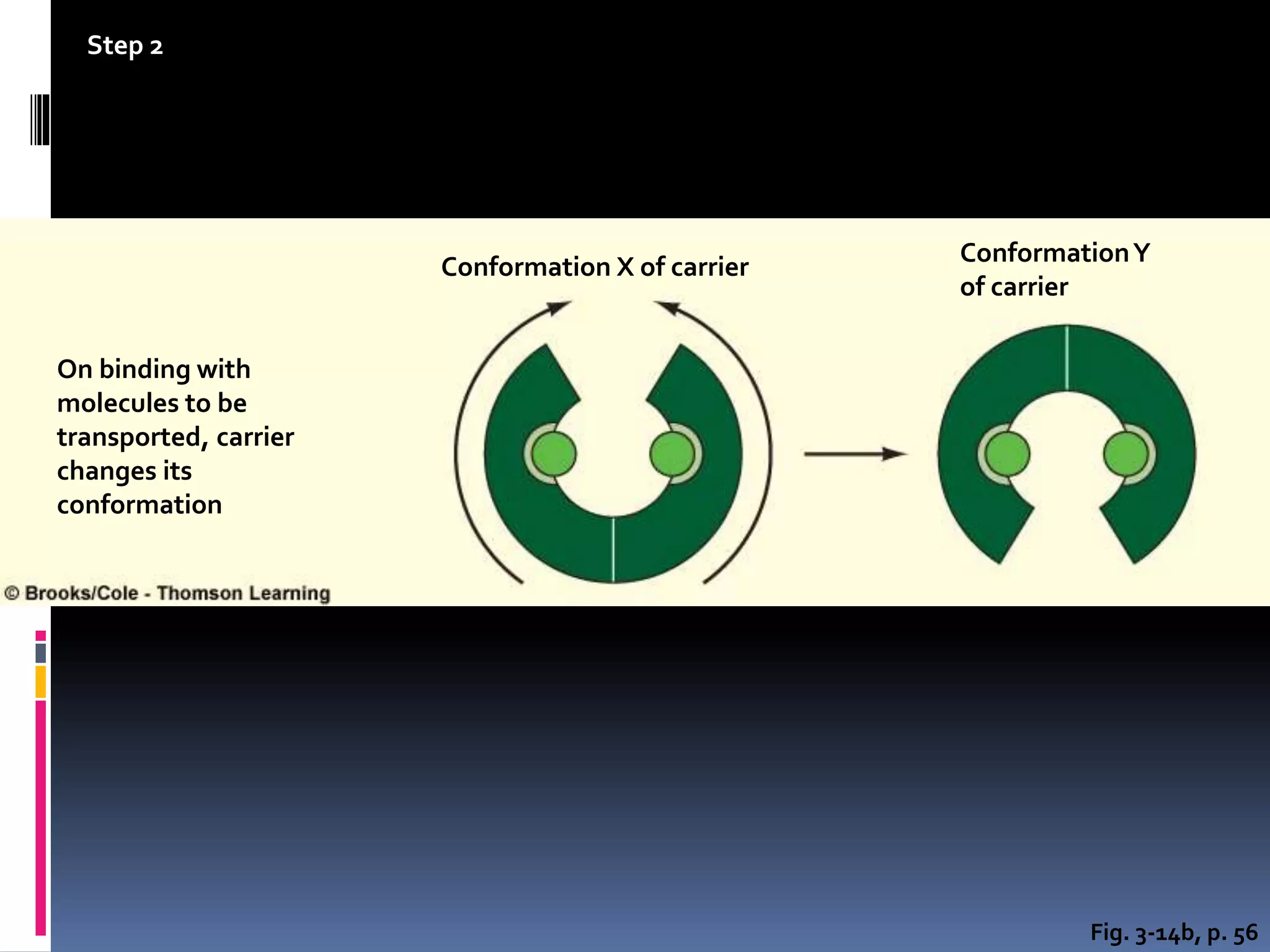 Fig. 3-14b, p. 56
Step 2
On binding with
molecules to be
transported, carrier
changes its
conformation
Conformation X of carrier
ConformationY
of carrier
 