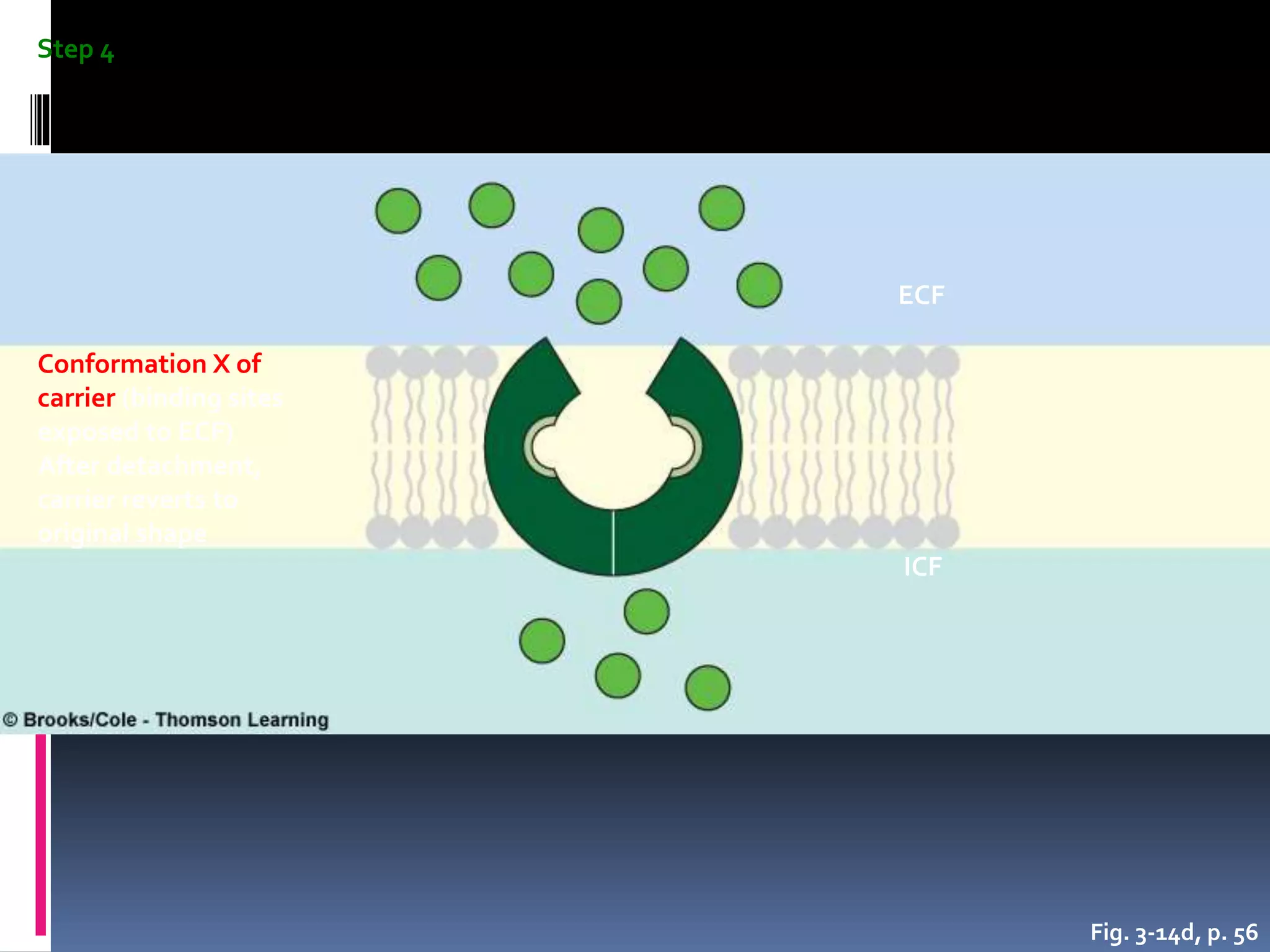 Fig. 3-14d, p. 56
Step 4
ECF
ICF
Conformation X of
carrier (binding sites
exposed to ECF)
After detachment,
carrier reverts to
original shape
 