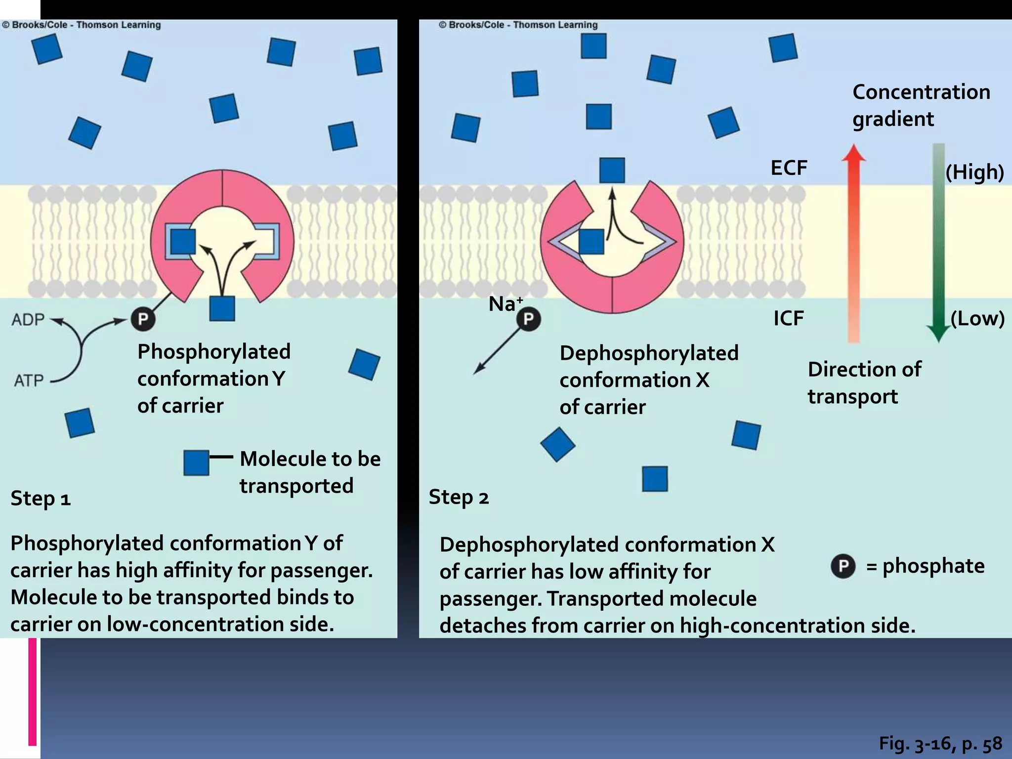 Fig. 3-16, p. 58
Phosphorylated
conformationY
of carrier
Step 1
Phosphorylated conformationY of
carrier has high affinity for passenger.
Molecule to be transported binds to
carrier on low-concentration side.
Molecule to be
transported Step 2
Dephosphorylated conformation X
of carrier has low affinity for
passenger. Transported molecule
detaches from carrier on high-concentration side.
= phosphate
Direction of
transport
Concentration
gradient
(High)
(Low)
Dephosphorylated
conformation X
of carrier
ICF
ECF
Na+
 