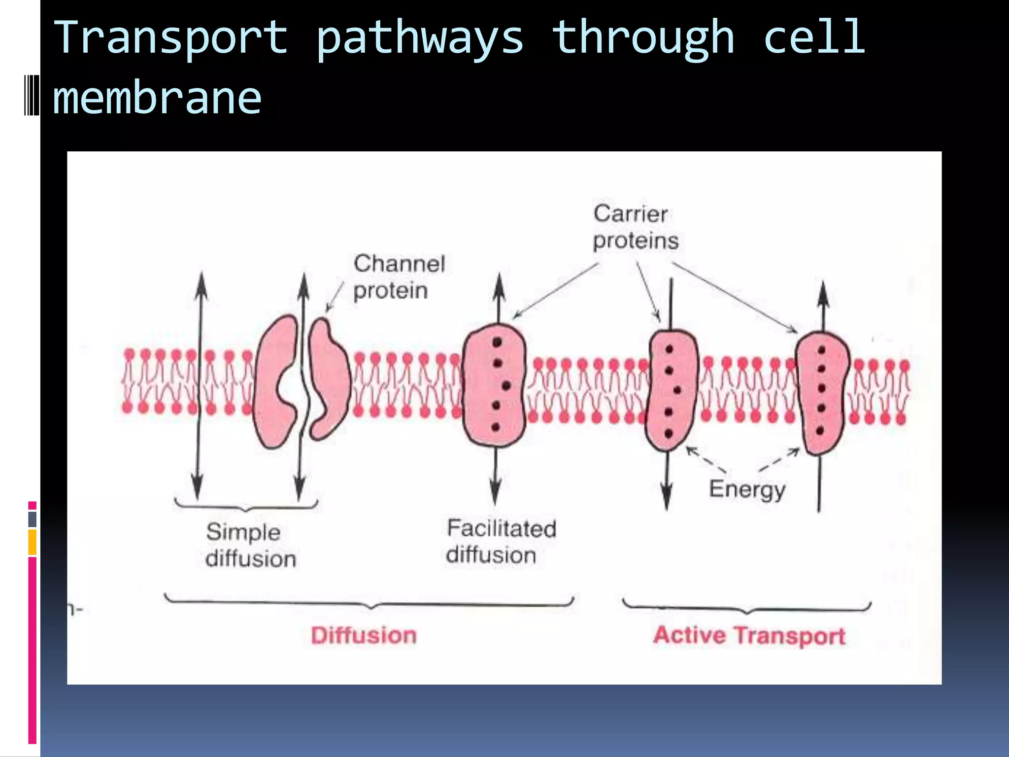 Transport pathways through cell
membrane
 