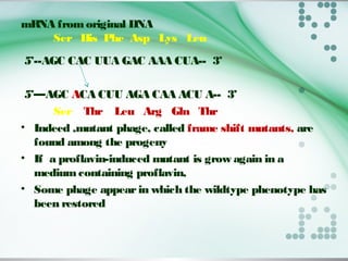 mRNA fromoriginal DNA
Ser His Phe Asp Lys Leu
5’--AGC CAC UUA GAC AAA CUA-- 3’
5’—AGC ACA CUU AGA CAA ACU A-- 3’
Ser Thr Leu Arg Gln Thr
• Indeed ,mutant phage, called frame shift mutants, are
found among the progeny
• If a proflavin-induced mutant is grow again in a
mediumcontaining proflavin,
• Some phage appearin which the wildtype phenotype has
been restored
 