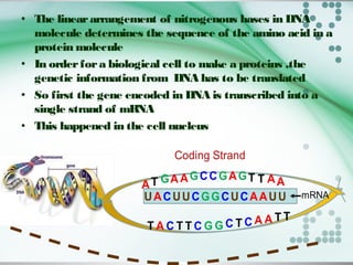 • The lineararrangement of nitrogenous bases in DNA
molecule determines the sequence of the amino acid in a
protein molecule
• In orderfora biological cell to make a proteins ,the
genetic information from DNA has to be translated
• So first the gene encoded in DNA is transcribed into a
single strand of mRNA
• This happened in the cell nucleus
 