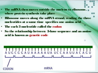 • The mRNA then moves outside the nucleus to ribosome,
where protein synthesis take place
• Ribosome moves along the mRNA strand, reading the three
nucleotides at a same time specifies one amino acid
• The each 3 nucleotide called the codon
• So the relationship between 3-base sequence and an amino
acid is known as genetic code
 