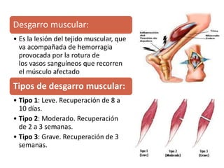 Desgarro muscular:
• Es la lesión del tejido muscular, que
va acompañada de hemorragia
provocada por la rotura de
los vasos sanguíneos que recorren
el músculo afectado
Tipos de desgarro muscular:
• Tipo 1: Leve. Recuperación de 8 a
10 días.
• Tipo 2: Moderado. Recuperación
de 2 a 3 semanas.
• Tipo 3: Grave. Recuperación de 3
semanas.
 