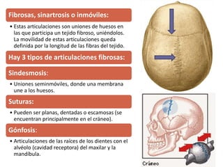 Fibrosas, sinartrosis o inmóviles:
• Estas articulaciones son uniones de huesos en
las que participa un tejido fibroso, uniéndolos.
La movilidad de estas articulaciones queda
definida por la longitud de las fibras del tejido.
Hay 3 tipos de articulaciones fibrosas:
Sindesmosis:
• Uniones seminmóviles, donde una membrana
une a los huesos.
Suturas:
• Pueden ser planas, dentadas o escamosas (se
encuentran principalmente en el cráneo).
Gónfosis:
• Articulaciones de las raíces de los dientes con el
alvéolo (cavidad receptora) del maxilar y la
mandíbula.
 