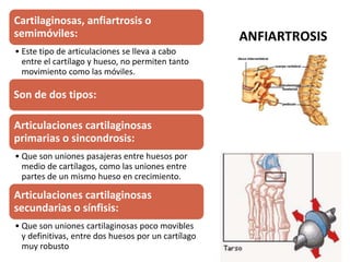Cartilaginosas, anfiartrosis o
semimóviles:
• Este tipo de articulaciones se lleva a cabo
entre el cartílago y hueso, no permiten tanto
movimiento como las móviles.
Son de dos tipos:
Articulaciones cartilaginosas
primarias o sincondrosis:
• Que son uniones pasajeras entre huesos por
medio de cartílagos, como las uniones entre
partes de un mismo hueso en crecimiento.
Articulaciones cartilaginosas
secundarias o sínfisis:
• Que son uniones cartilaginosas poco movibles
y definitivas, entre dos huesos por un cartílago
muy robusto
 