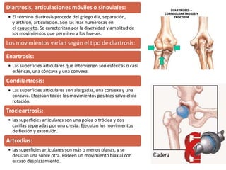 Diartrosis, articulaciones móviles o sinoviales:
• El término diartrosis procede del griego día, separación,
y arthron, articulación. Son las más numerosas en
el esqueleto. Se caracterizan por la diversidad y amplitud de
los movimientos que permiten a los huesos.
Los movimientos varían según el tipo de diartrosis:
Enartrosis:
• Las superficies articulares que intervienen son esféricas o casi
esféricas, una cóncava y una convexa.
Condilartrosis:
• Las superficies articulares son alargadas, una convexa y una
cóncava. Efectúan todos los movimientos posibles salvo el de
rotación.
Trocleartrosis:
• las superficies articulares son una polea o tróclea y dos
carillas separadas por una cresta. Ejecutan los movimientos
de flexión y extensión.
Artrodias:
• las superficies articulares son más o menos planas, y se
deslizan una sobre otra. Poseen un movimiento biaxial con
escaso desplazamiento.
 
