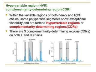Hypervariable Segment G.2014-immuno~ (3.antibody-lyj) | PPT