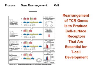 Surface Rearrangement G.2014-immuno~ (8.adaptive immunity'tcell'-jyh) | PPT