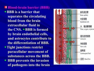 BloodBlood--brain barrier (BBB)brain barrier (BBB)
◆BBB is a barrier that
separates the circulating
blood from the brain
extracellular fluid in
the CNS. ◆BBB is formed
by brain endothelial cells,
and astrocytes contribute tostrocytes contribute to
the differentiation of BBB.the differentiation of BBB.
◆Tight junctions restrictTight junctions restrict
paracellular movement ofparacellular movement of
substances across the BBB.substances across the BBB.
◆ BBB prevents the invasionBBB prevents the invasion
of pathogens into the brainof pathogens into the brain
 