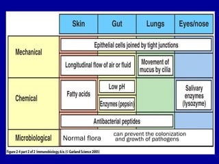 Normal flora
can prevent the colonization
and growth of pathogens
 