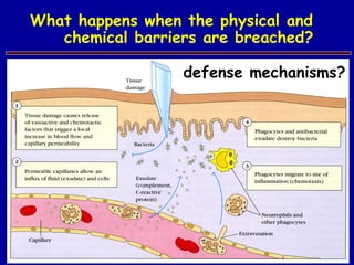 What happens when the physical and
chemical barriers are breached?
defense mechanisms?
 