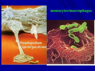 monocytes/macrophages
Pseudopodium
['sju:də'pə d əm]ʊ ɪ
 