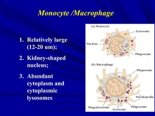 Monocyte /Macrophage
1. Relatively large
(12-20 um);
2. Kidney-shaped
nucleus;
3. Abundant
cytoplasm and
cytoplasmic
lysosomes
 