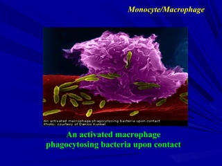 An activated macrophage
phagocytosing bacteria upon contact
Monocyte/Macrophage
 