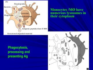 Phagocytosis,
processing and
presenting Ag
Monocytes /MØ have
numerous lysosomes in
their cytoplasm
 