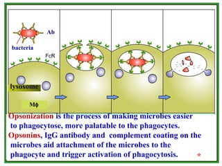 Opsonization is the process of making microbes easier
to phagocytose, more palatable to the phagocytes.
Opsonins, IgG antibody and complement coating on the
microbes aid attachment of the microbes to the
phagocyte and trigger activation of phagocytosis.
Ab
bacteria
Mφ
lysosome
*
 
