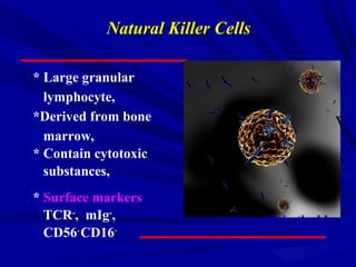 Natural Killer CellsNatural Killer Cells
* Large granular
lymphocyte,
*Derived from bone
marrow,
* Contain cytotoxic
substances,
* Surface markers
TCR-
, mIg-
,
CD56﹢
CD16﹢
Natural killer cells in the blood
 
