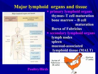 ∗ primary lymphoid organs
thymus–T cell maturation
bone marrow – B cell
maturation
Bursa of Fabricius
∗ secondary lymphoid organs
lymph nodes
spleen
mucosal-associated
lymphoid tissue (MALT)
Poultry/Birds
Major lymphoid organs and tissue
 