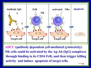 activated NKsFcRAntibody IgG
Target cell Target cellTarget cell
ADCC (antibody dependent cell-mediated cytotoxicity)
NK cells could be activated by the Ag-Ab (IgG) complexes
through binding to its CD16 FcR, and then trigger killing
activity and induce apoptosis of target cells.
NK
apoptosis
*
 