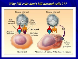 Why NK cells don’t kill normal cells ???
 