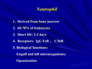 Neutrophil
1. Derived from bone marrow
2. 60-70% of leukocytes
3. Short life: 2-3 days
4. Receptors: IgG FcR 、 C3bR
5. Biological functions:
Engulf and kill microorganisms;
Opsonization
 