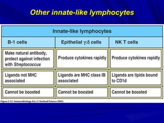 Other innate-like lymphocytesOther innate-like lymphocytes
 