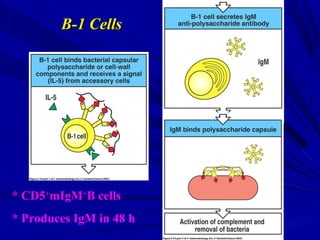 B-1 CellsB-1 Cells
* CD5+
mIgM+
B cells
* Produces IgM in 48 h
 