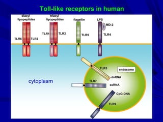 Toll-like receptors in human
cytoplasm
 