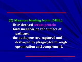 (2) Mannose binding lectin (MBL)(2) Mannose binding lectin (MBL)
﹡﹡liver-derivedliver-derived serum proteinserum protein
﹡﹡bind mannose on the surface ofbind mannose on the surface of
pathogenpathogen
﹡﹡the pathogens are captured andthe pathogens are captured and
destroyed by phagocytes throughdestroyed by phagocytes through
opsonization and complement.opsonization and complement.
 