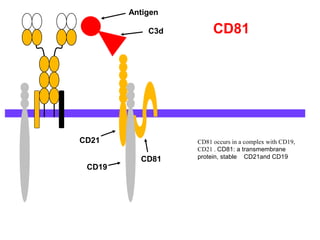G.2014-immuno~ (10a.humoral immunity'bcell'-jyh) | PPT