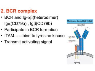 G.2014-immuno~ (10a.humoral immunity'bcell'-jyh) | PPT