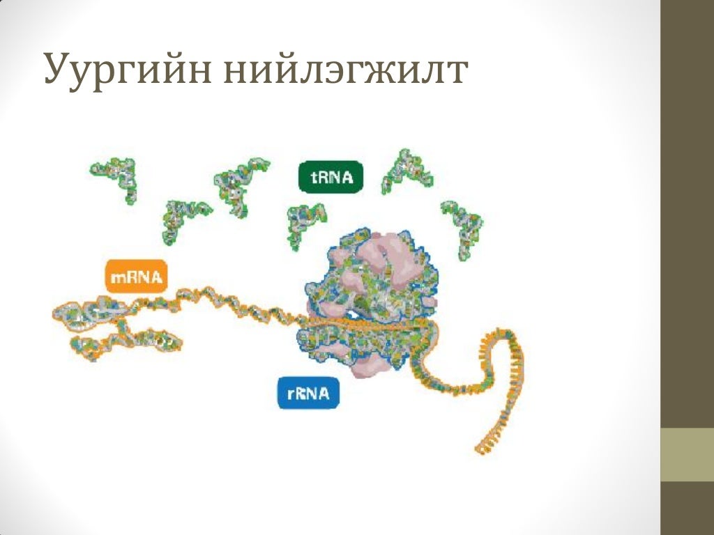 Нийлмэл уураг