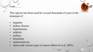 Cont…….
This species has been used for several thousands of years in the
treatment of
• hepatitis
• kidney disease
• hypertension
• arthritis
• asthma
• bronchitis
• arteriosclerosis
• ulcers and various types of cancer (Berovič et al. 2003).
 