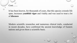 Cont……
It has been known, for thousands of years, that this species extends life
span, increases youthful vigor and vitality and was used to treat a lot
of diseases
Modern scientific researches and numerous clinical trails, conducted
in recent decades, have confirmed the ancient knowledge of Eastern
nations and given them a scientific basis.
 