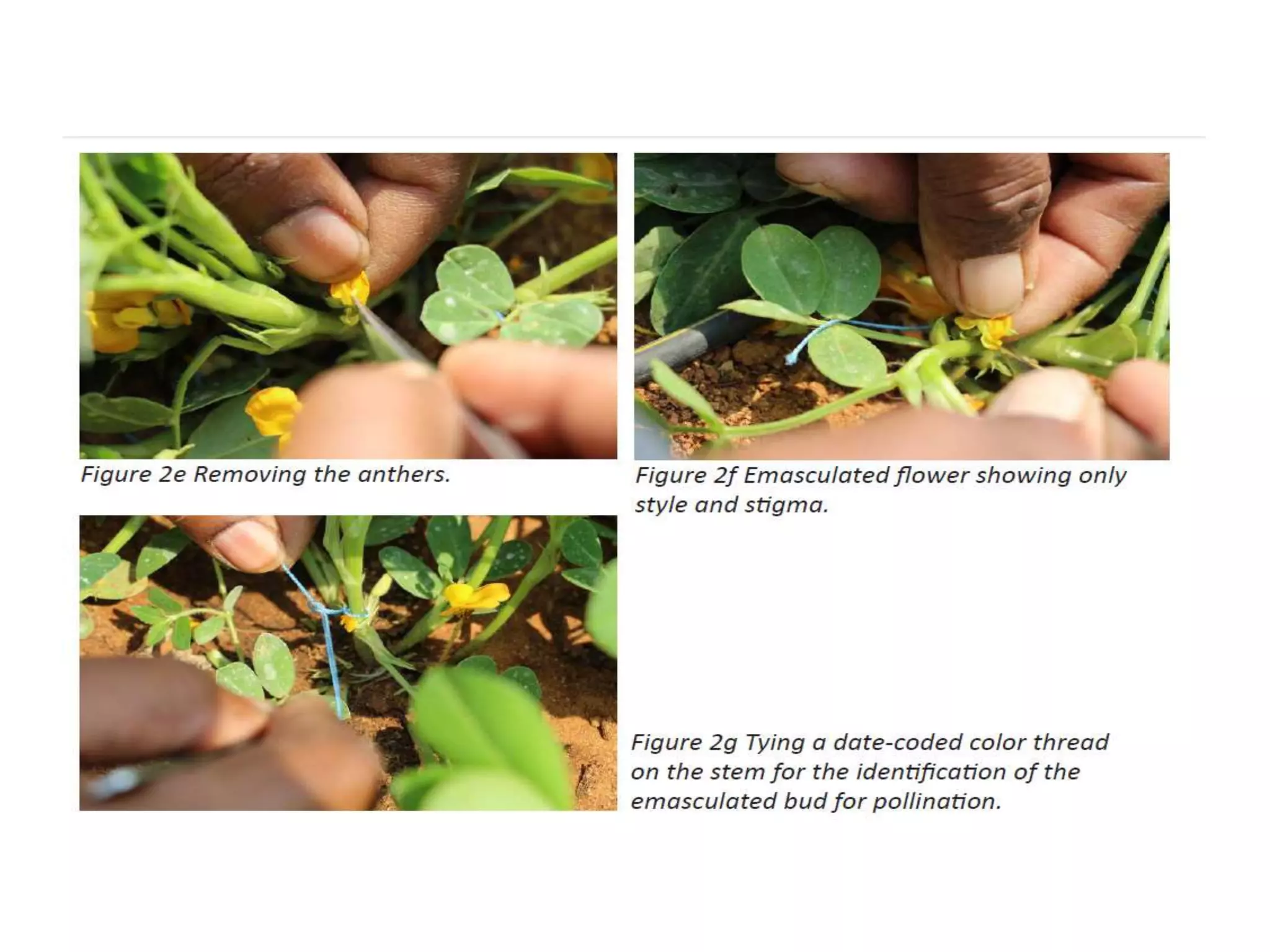 Weeding Groundnuts Advances in Ground nut breeding | PPT