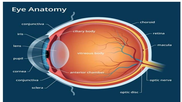g.neurophysiology of Vision and the eye | PPT | Free download