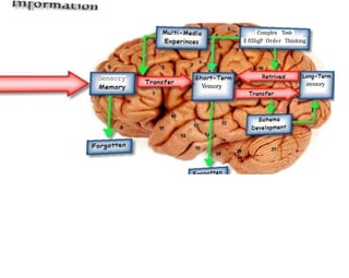 Human Memory ppt hhgccnsmanhahshsjsjjsjz.pptx