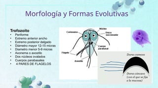 Comprehensive Overview of Giardiasis: Causes, Symptoms, and Treatment ...