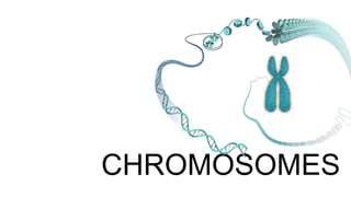THE
CHROMOSOMES
 