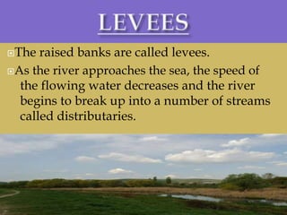 The raised banks are called levees.
As the river approaches the sea, the speed of
the flowing water decreases and the river
begins to break up into a number of streams
called distributaries.
 