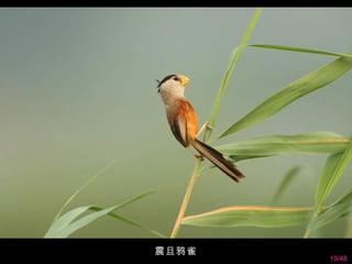 震旦鸦雀
       19/48
 