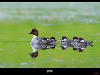 鹊鸭
     22/48
 