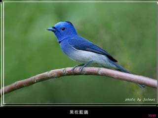 黑枕藍鶲
       30/48
 