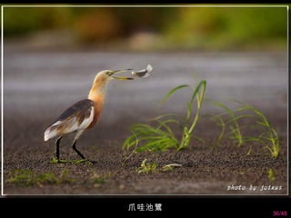 爪哇池鷺
       36/48
 