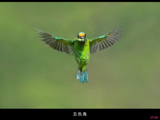 五色鳥
      37/48
 