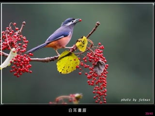 白耳畫眉
       39/48
 