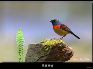   栗背林鴝
         40/48
 